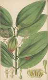 Cinnamomum nitidum