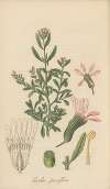 Cuphea Parviflora