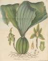 Dendrobium Barringtoniae