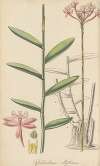 Epidendrum ellipticum