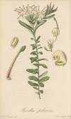 Grevillea pubescens