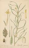Leptanthus gramineus