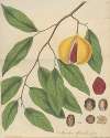 Myristica Officinalis (fruit)
