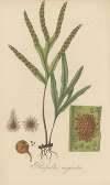 Pleopeltis angusta