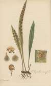 Pleopeltis ensifolia