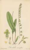 Pleurothallis racemiflora