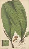Polypodium plantagineum