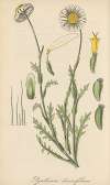 Pyrethrum diversifolium