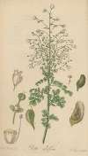 Ruta albiflora