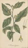 Solanum Anguivi