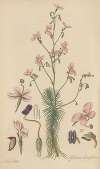 Stylidium laricifolium