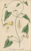 Thunbergia angulata