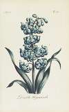 Double Hyacinth