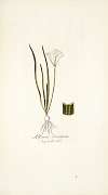 Allium striatum
