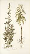Artemisia hispanica