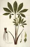 Arum helleborifolium
