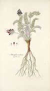 Astragalus uralensis