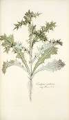 Carduus arabicus