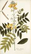 Cassia chinensis