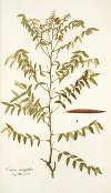 Cassia ruscifolia