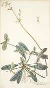Celosia procumbens