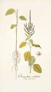 Chenopodium caudatum