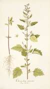 Chenopodium guineense