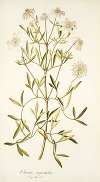 Clematis angustifolia