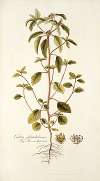 Croton glandulosum