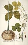 Dioscorea triphylla