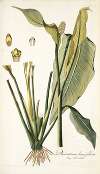 Dracontium lanceaefolium