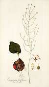 Eriospermum latifolium