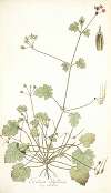 Erodium ribifolium