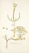 Euphorbia diffusa