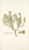 Euphorbia linifolia