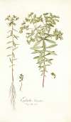 Euphorbia literata