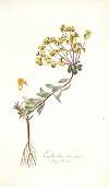 Euphorbia nicaeensis