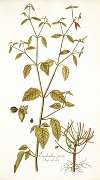 Euphorbia picta