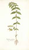 Euphorbia pilulifera
