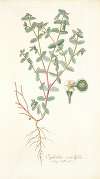 Euphorbia scordifolia