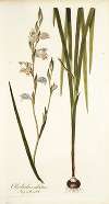 Gladiolus alatus