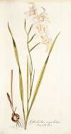 Gladiolus cuspidatus