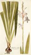 Gladiolus iridifolius
