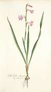 Gladiolus laccatus