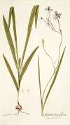 Gladiolus longiflorus