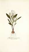 Gladiolus mucronatus