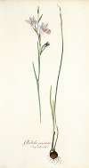 Gladiolus punctatus