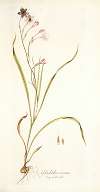 Gladiolus roseus