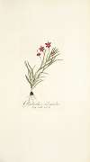 Gladiolus silenoides