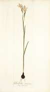 Gladiolus strictus
